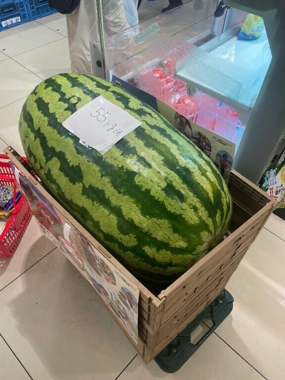 今日も今日とて