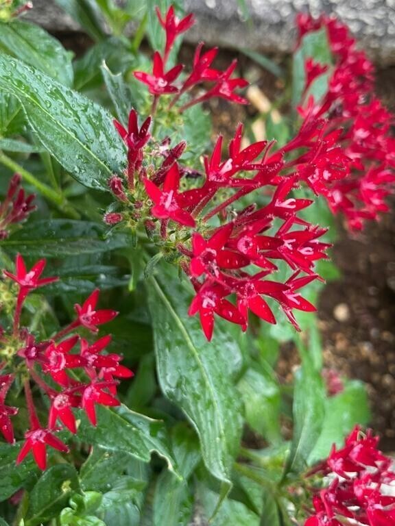 先程見かけたお花達