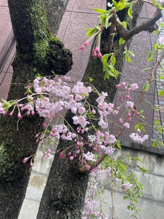 桜咲く