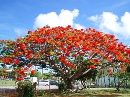 おじいちゃんの見ただろう桜