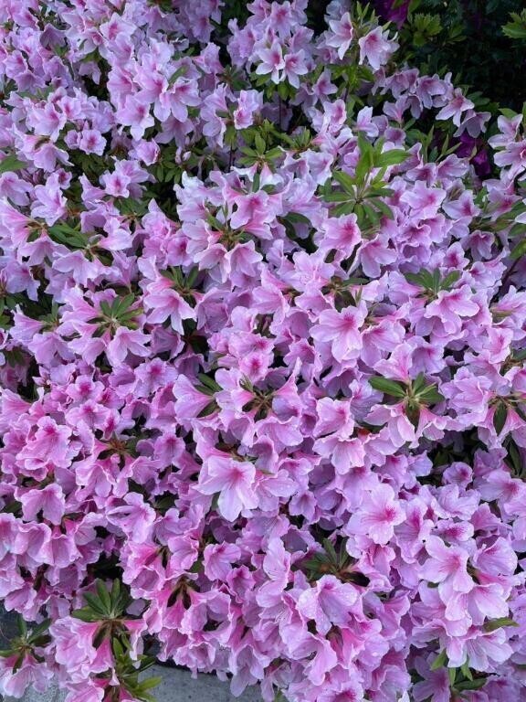 はじめまして
