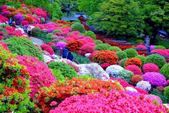 ツツジの花