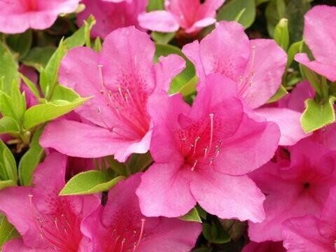 出勤しました。綺麗なツツジのお花を見て