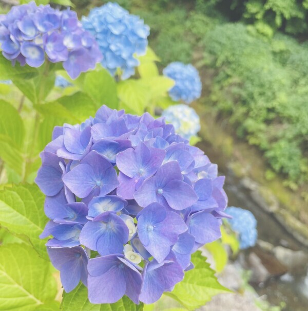 申し訳ございません