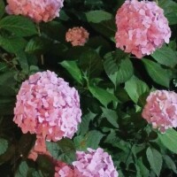 小野