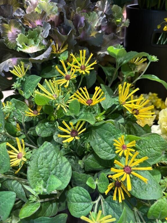 おはようございます