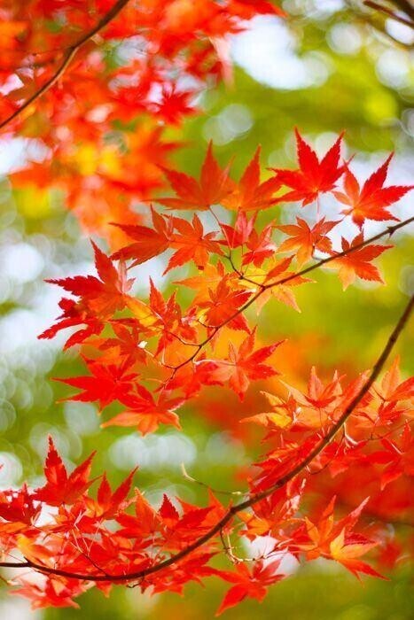 次回は、11/23出勤します〜ようやく紅葉を〜