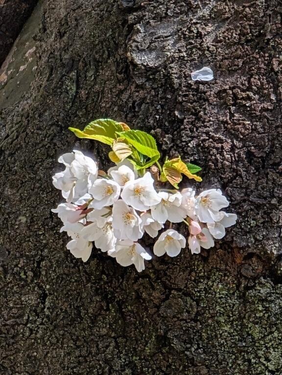 おめでとうございます