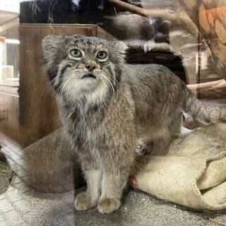 いつもやっちゃう