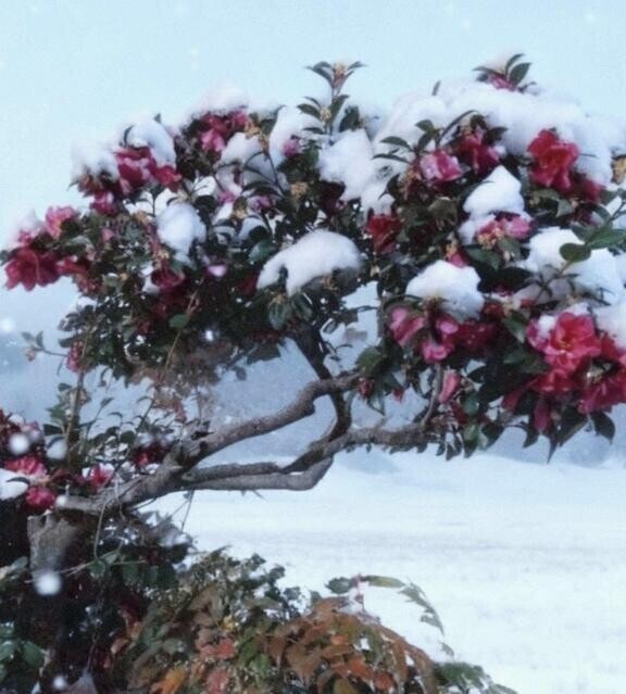 寒椿にわた雪