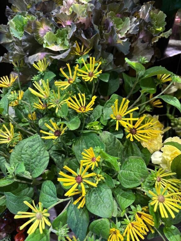 おはようございます