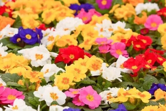 今朝のぷり村さん