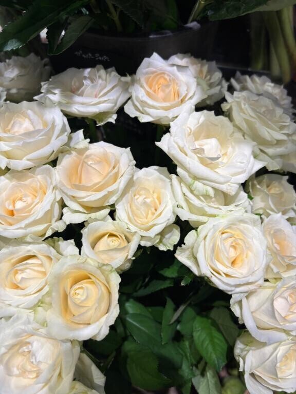 おはようございます