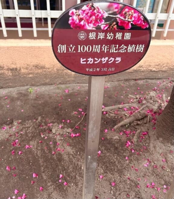 見かけた桜
