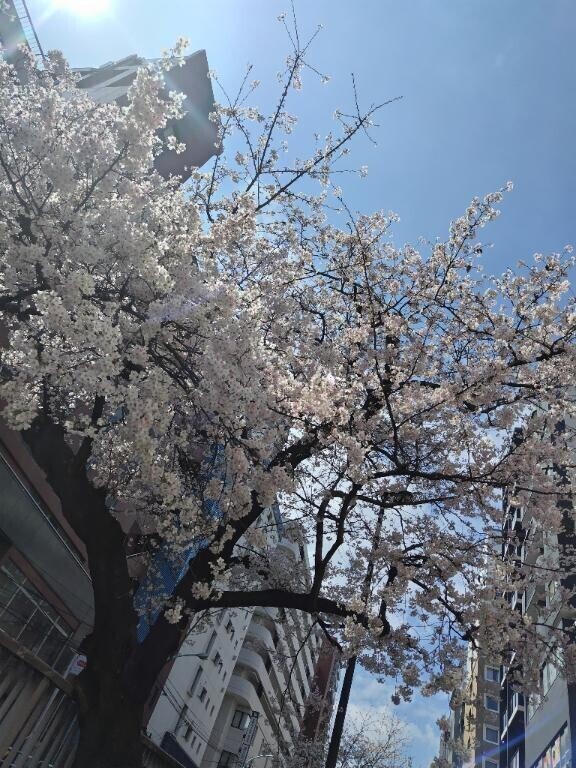 無事に桜を見て