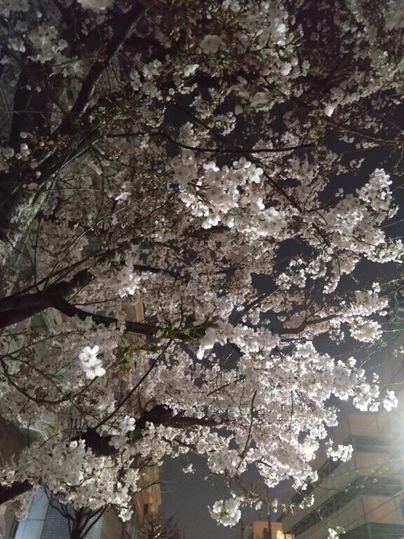 桜の森の満開の下