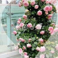 芹沢