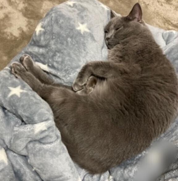 ニャンもないと