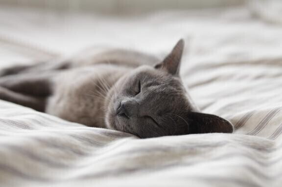 眠い…。