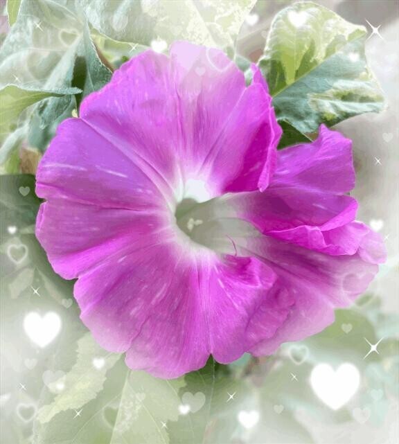 朝顔観察日記🌸