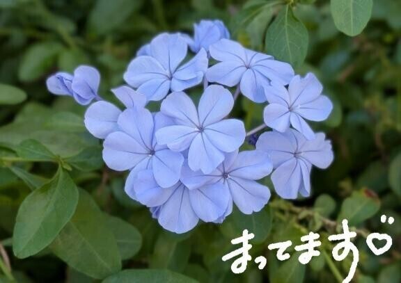 こんにちは