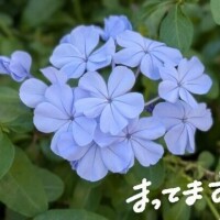 仲村　いずみ