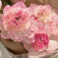 吉岡　かんな