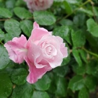 仲村　いずみ
