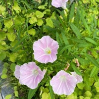野々村　りえ
