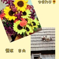 笹原　奈央