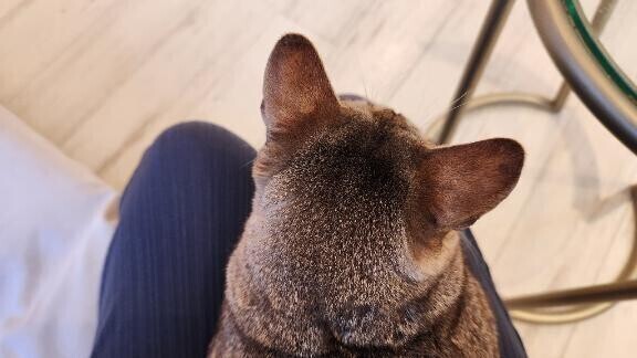 猫カフェに行ってきました😺