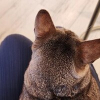 内田　さえ