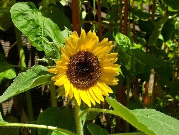 夏