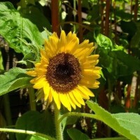 仲村　いずみ