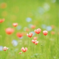 新山えみ