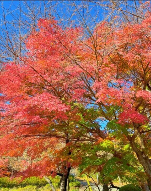 初体験(*ﾉωﾉ)ｲﾔﾝ