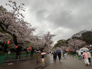 雨の桜🌸