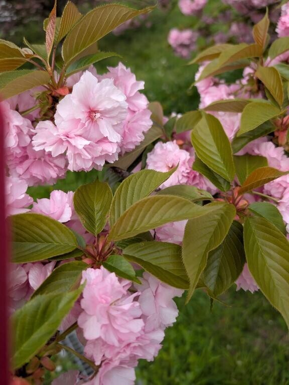 ありがとうございました♥