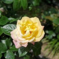 仲村　いずみ