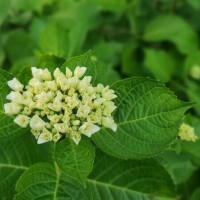仲村　いずみ