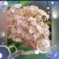 広末　明日香