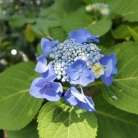 仲村　いずみ