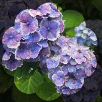 広末　明日香