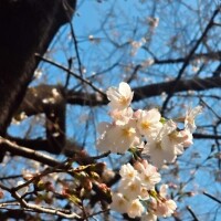 ひまり