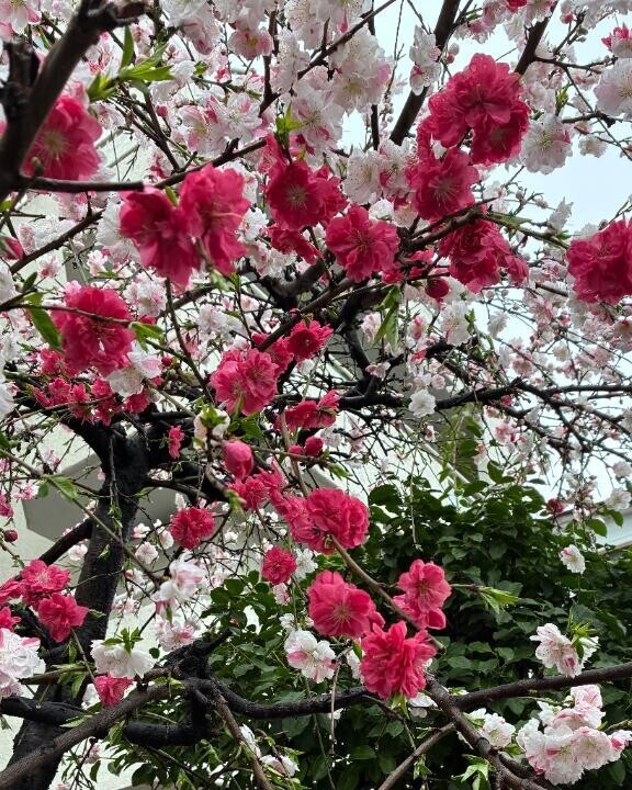 次の出勤お知らせです?