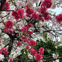 さやか