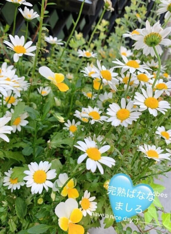 ?【クイズ】ましろはど～れだ？？?