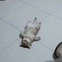 ひなた