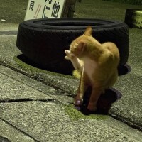ののか