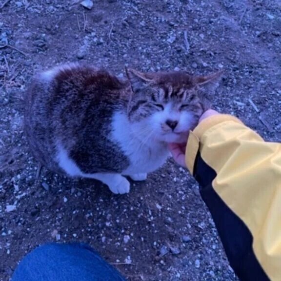 🐈